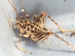 Ceuthophilus maculatus