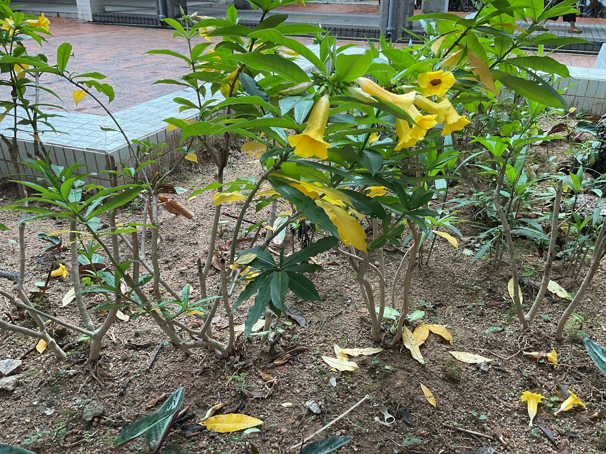 Imagem de Allamanda-anã
