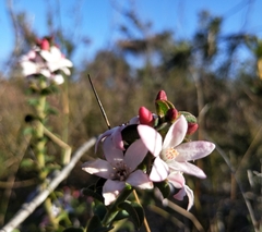 Philotheca buxifolia