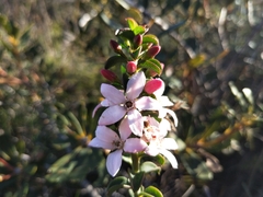 Philotheca buxifolia