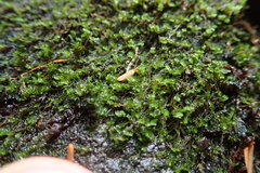 Marsupella emarginata