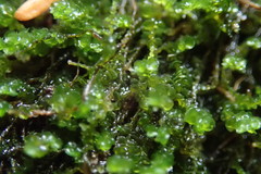 Marsupella emarginata