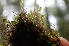 Marsupella emarginata