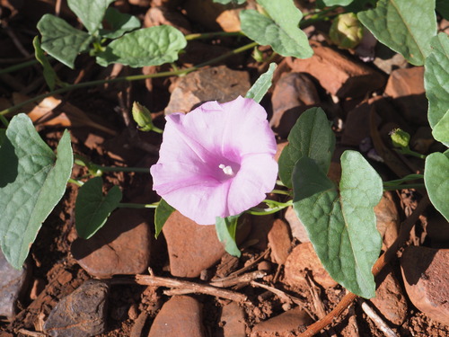Ipomoea muelleri