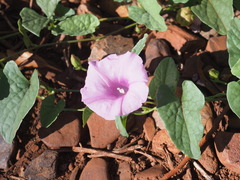Ipomoea muelleri