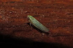 Macrosteles quadrilineatus