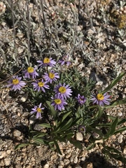 Erigeron pygmaeus