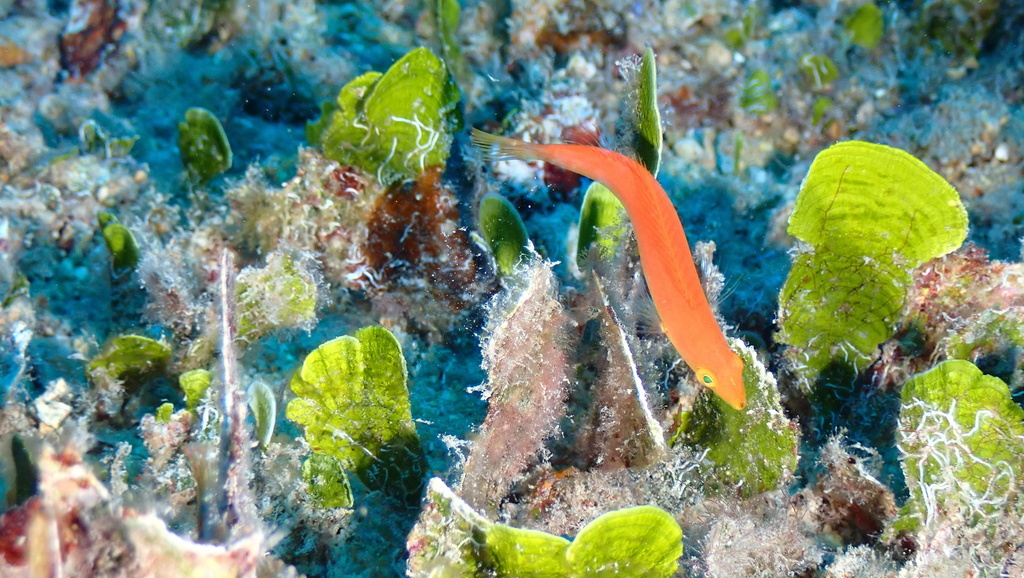 Smalltail wrasse
