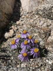 Erigeron pygmaeus