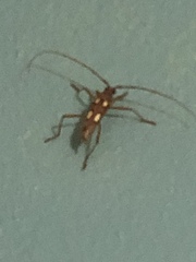 Eburia