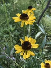 Helenium bigelovii