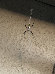 Argiope aurantia