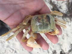 Ocypode convexa