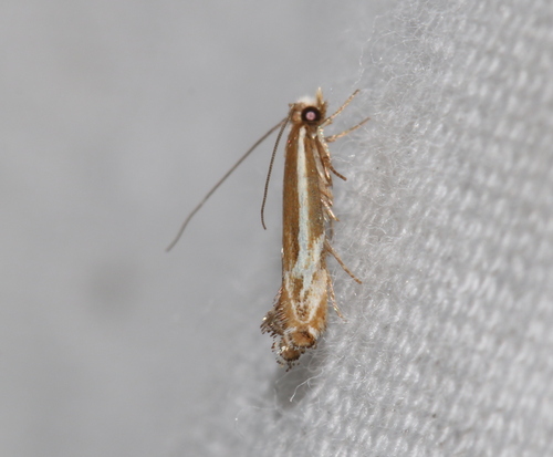 Erechthias elaeorrhoa