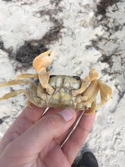 Ocypode convexa