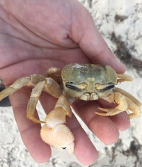 Ocypode convexa