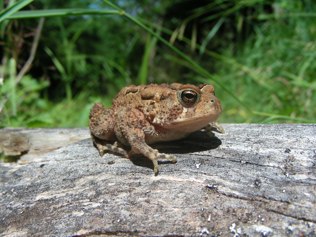 Green Tree Frog (Frog/Toad Species of the Hampton Roads Area) · iNaturalist