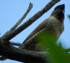 Lonchura punctulata