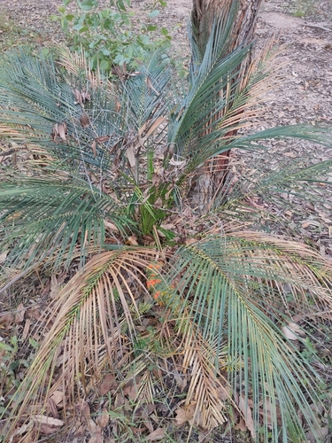 Macrozamia mountperriensis