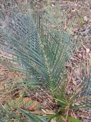Macrozamia mountperriensis, photograph (c) Tony van Kampen, some rights reserved (CC BY)