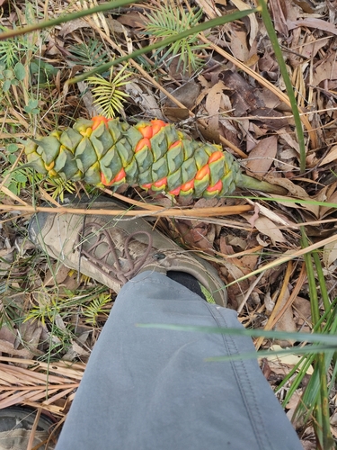 Macrozamia mountperriensis, photograph 3