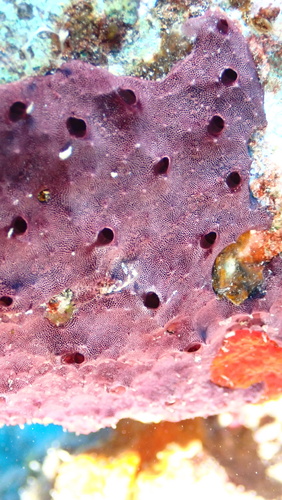 Chelonaplysilla violacea, 2025-04-24