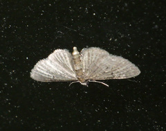 Eupithecia virgaureata