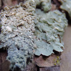 Crespoa crozalsiana