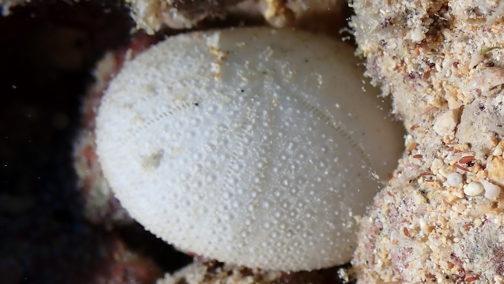 Little Burrowing Urchin