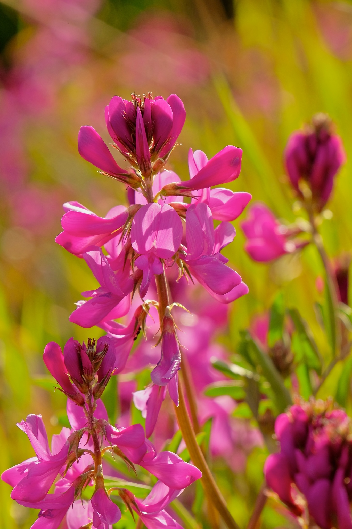 Hedysarum boreale ssp. boreale