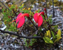 Masdevallia ignea