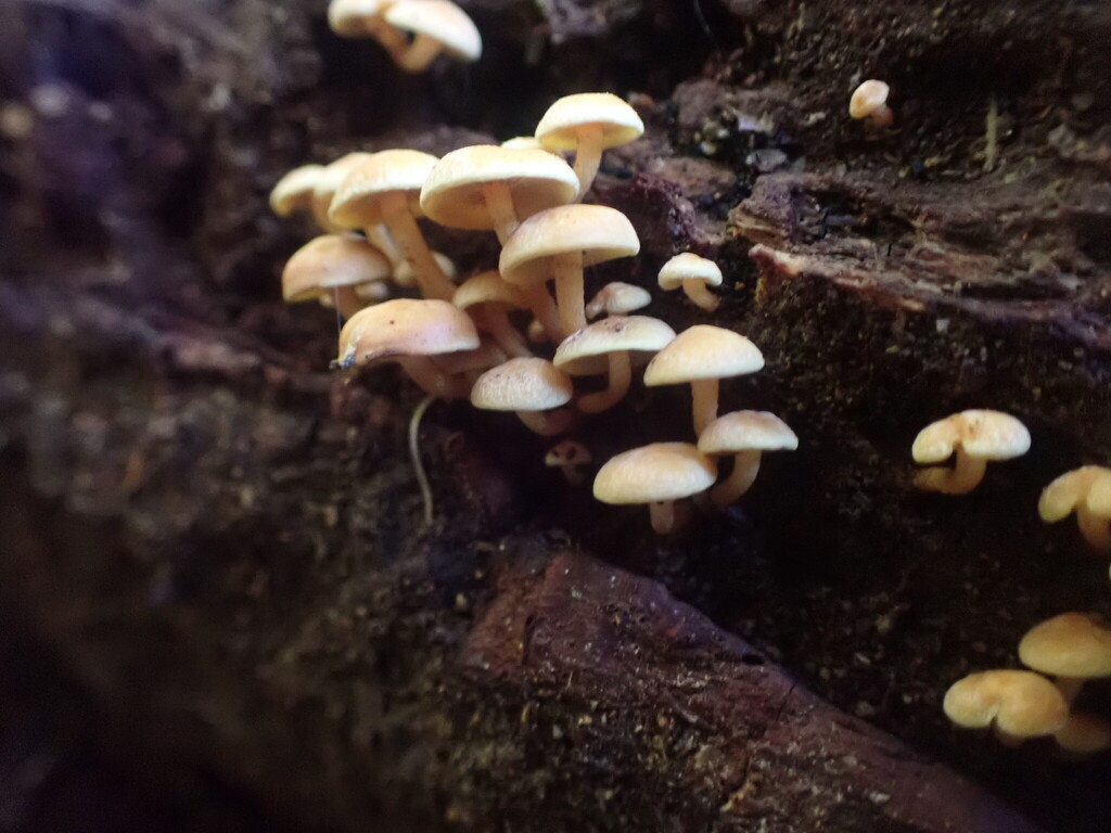 Hypholoma acutum · April 2025 · photo: © shaun_thompson (iNaturalist, cc-by)