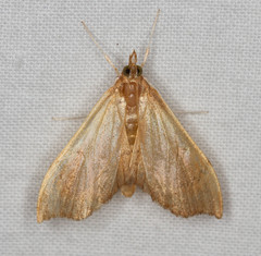 Sericoplaga externalis