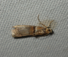 Acrobasis tumidana