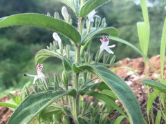 Andrographis echioides