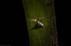 Cyphosticha panconita