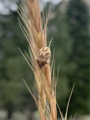 Homaemus