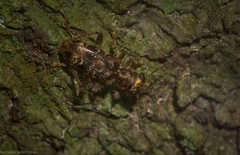 Stigmatium mastersii