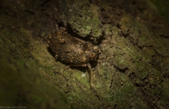 Cotylana angustifrons