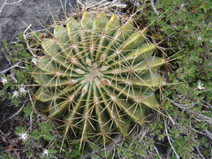 Ferocactus echidne