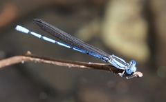 Argia lacrimans