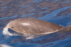 Ziphius cavirostris