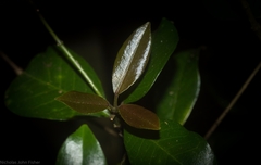 Acronychia pauciflora