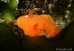 Aldisa sanguinea
