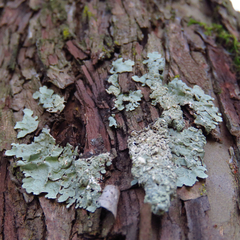 Crespoa crozalsiana