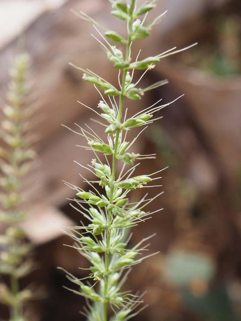 Diels Pigeon grass