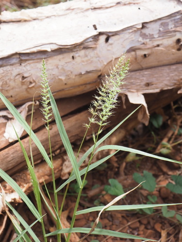 Image of Setaria dielsii by (c) Hugo Innes, some rights reserved (CC BY)