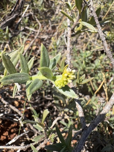 Euploca glandulifera, 2025-04-25