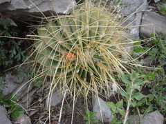Ferocactus echidne