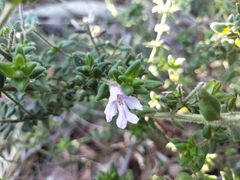 Prostanthera densa